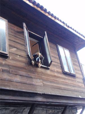 Собака в окне.Город Несебр в Болгарии.